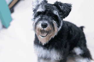 Zwergschnauzer Welpe Zwergschnauzer Welpe