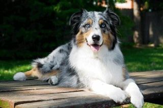 Platz 5: Australian Shepherd