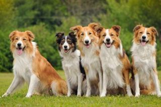 Platz 9: Border Collie