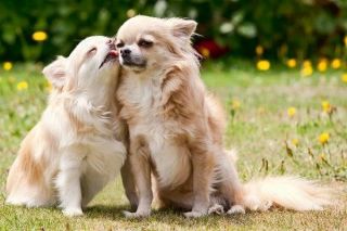 Zwei Chihuahuas mit hellem Fell