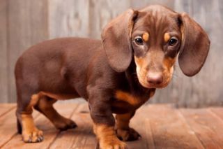 Dackel Welpe