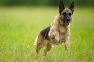 Platz 8: Deutscher Schäferhund