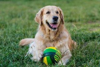Platz 4: Golden Retriever