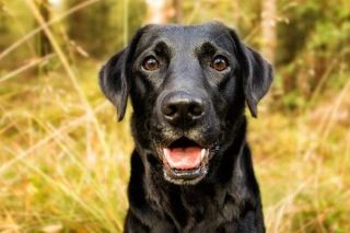 Platz 1 Platz 1: Labrador