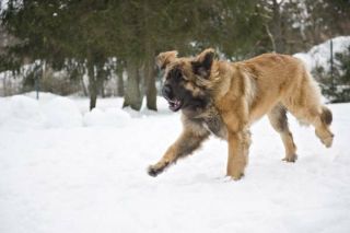 Leonberger Action Leonberger Action