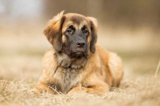 Leonberger Welpe Leonberger Welpe