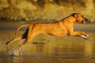 Ein Rhodesian Ridgeback im Sprung