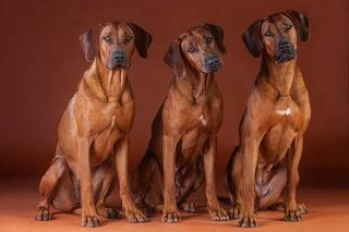 Drei Rhodesian Ridgebacks
