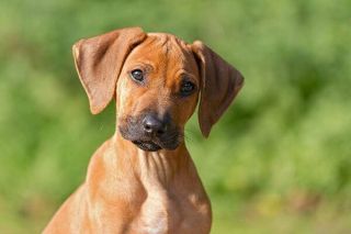 Ein Rhodesian Ridgeback in Nahaufnahme