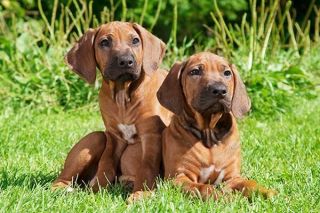 Zwei Rhodesian Ridgeback Welpen