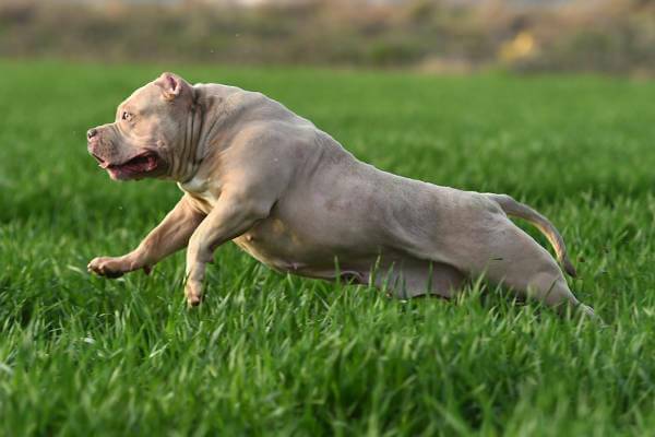 American Bully Action