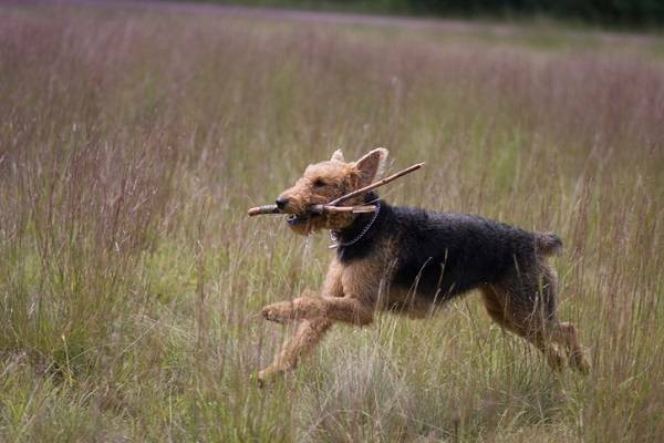 Airedale Terrier Action