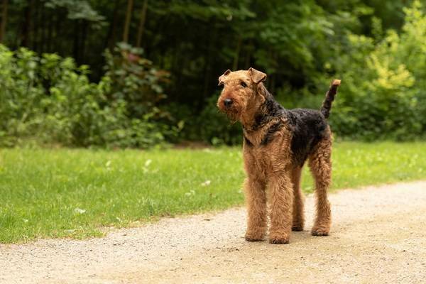 Airedale Terrier Natur