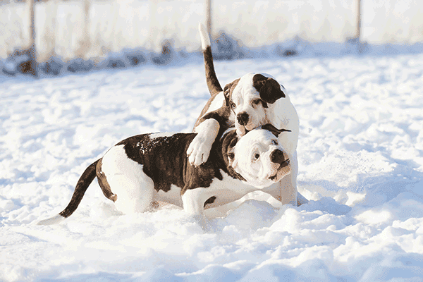 American Bulldog Gruppe
