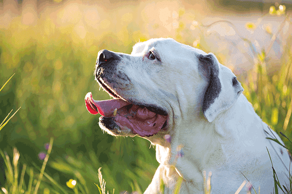 American Bulldog Natur