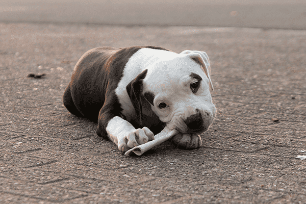 American Bulldog Welpe