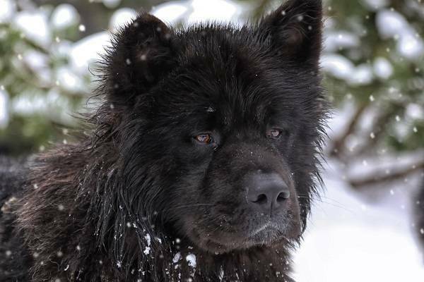 American Akita