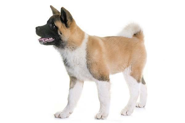 American Akita Welpe