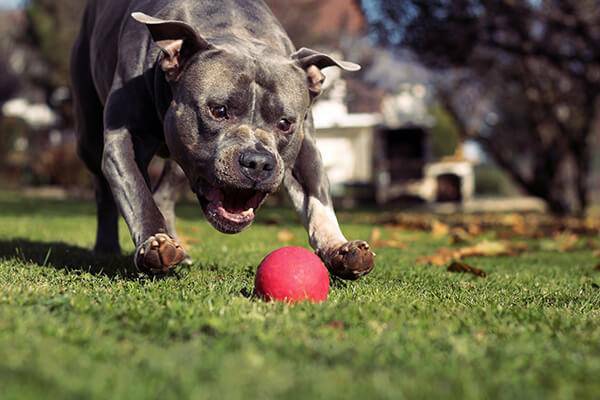 American Staffordshire Terrier Action