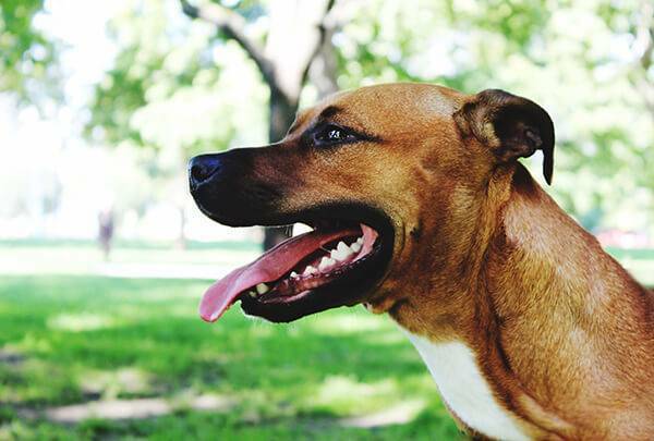 American Staffordshire Terrier Portrait