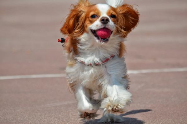 Cavalier King Charles Spaniel Action