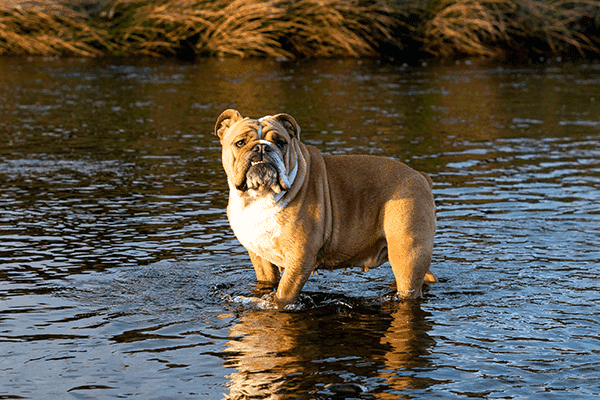 Continental Bulldog Steckbrief Hundehaftpflicht Check24