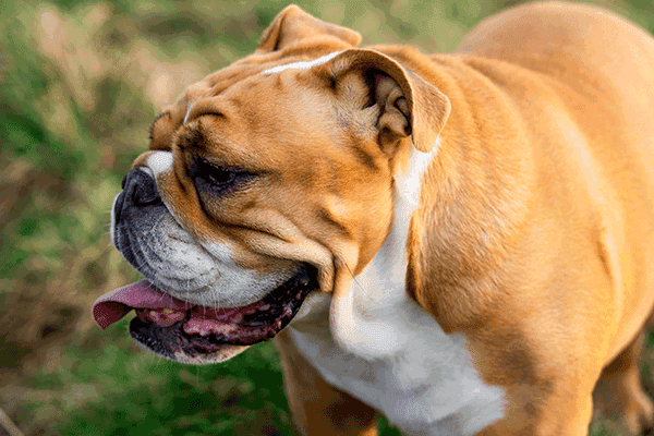 Continental Bulldog Steckbrief Hundehaftpflicht Check24