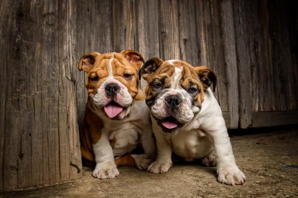 Englische Bulldogge