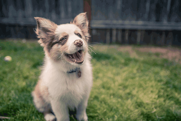 Miniature Australian Shepherd