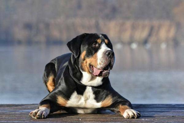 Großer Schweizer Sennenhund Portrait