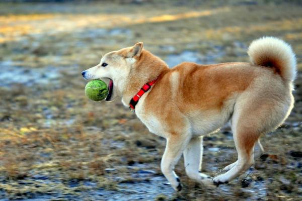 Shiba Inu Action