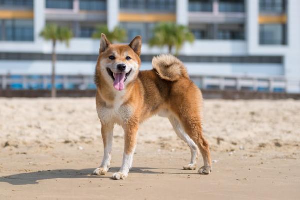 Shiba Inu Portrait