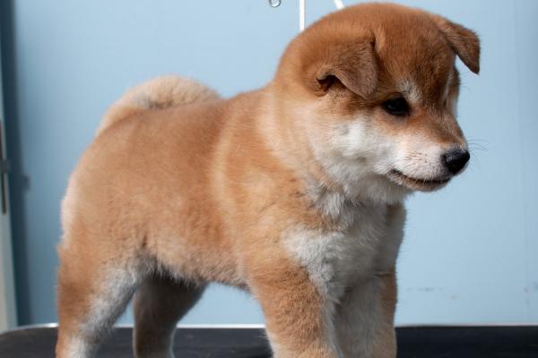 Shiba Inu Welpe