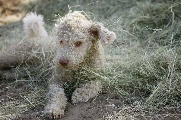 Spanischer Wasserhund Steckbrief Hundehaftpflicht Check24