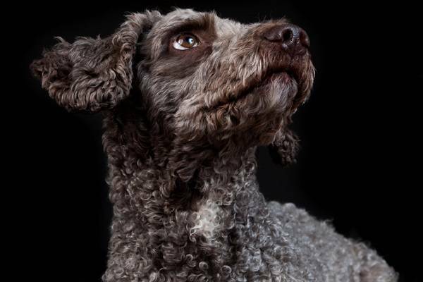 Spanischer Wasserhund Portrait