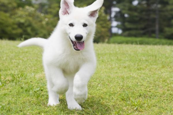 Hundehaftpflicht Check24