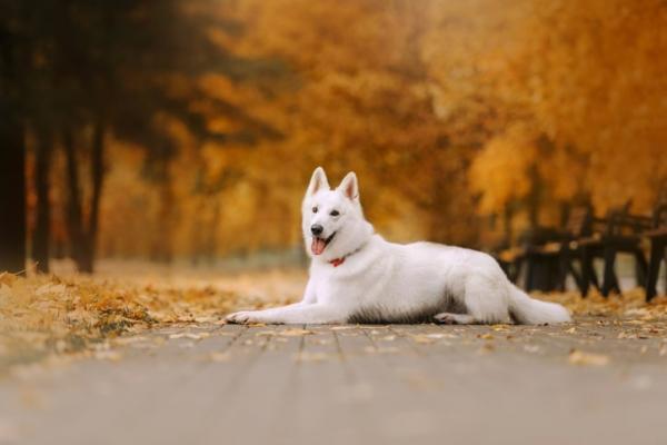 Weißer Schäferhund ganzkörper