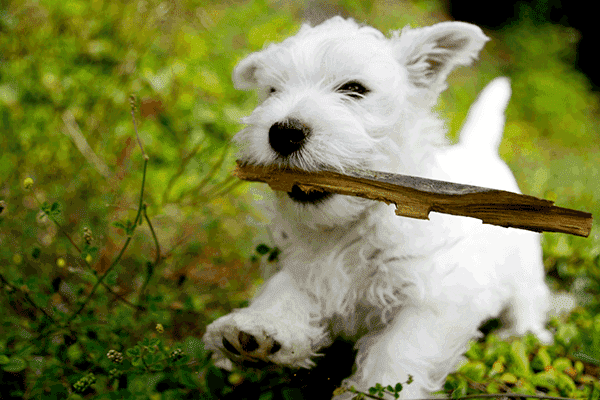West Highland White Terrier Action