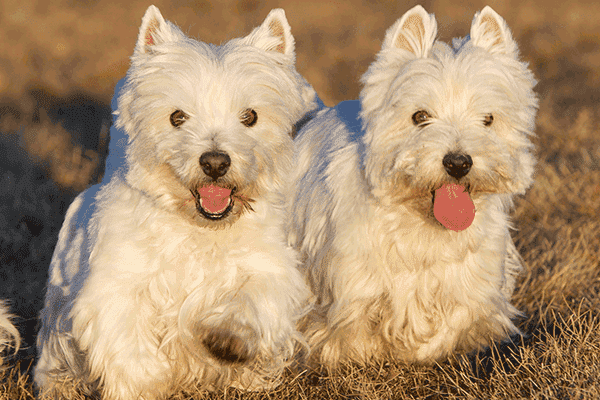 West Highland White Terrier Gruppe