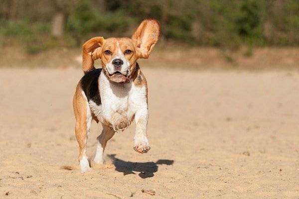 Ein Beagle beim Laufen