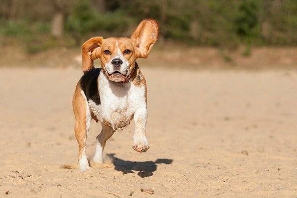 Beagle Steckbrief Hundehaftpflicht Check24