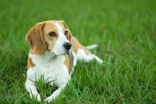 Beagle liegt im Gras