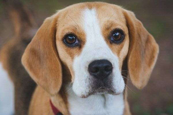 Ein Beagle in Nahaufnahme