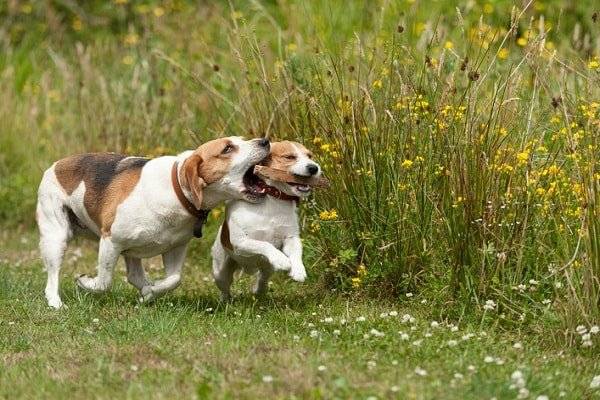Zwei Beagle spielen mit Stock