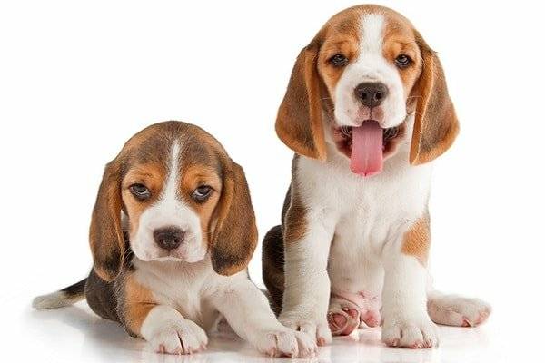 Zwei Beagle-Welpen
