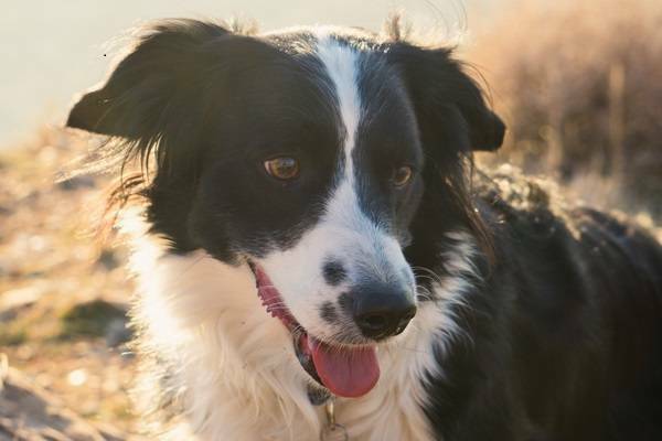 Border Collie Nahaufnahme