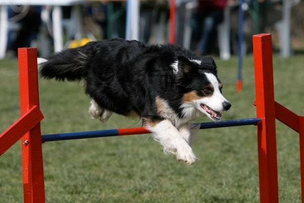 Border Collie springend
