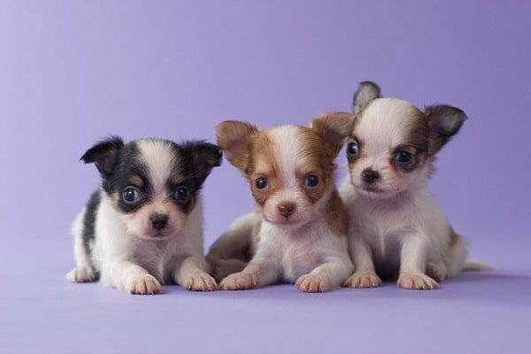 Drei Chihuahua Welpen