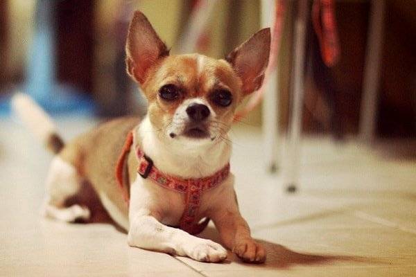 Chihuahua liegend