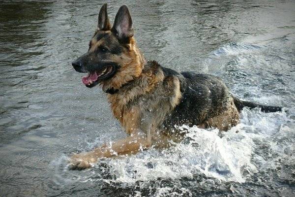 Deutscher Schäferhund im Wasser